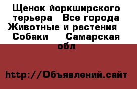 Щенок йоркширского терьера - Все города Животные и растения » Собаки   . Самарская обл.